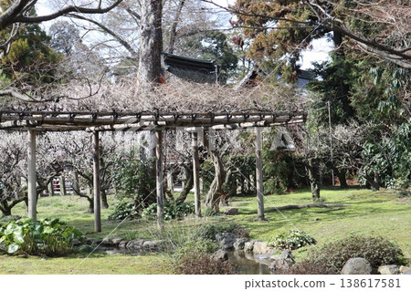 Springtime at Kyoto's Jonan-gu Shrine, where weeping plum blossoms fill the air with fragrance. 138617581