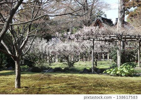Springtime at Kyoto's Jonan-gu Shrine, where weeping plum blossoms fill the air with fragrance. 138617583