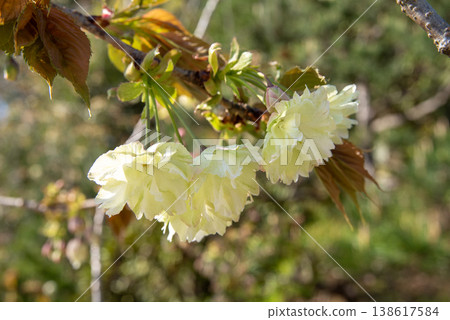 Yellow-green flowers of the Gyoiko flower Yellow-green flowers of the Gyoiko flower 138617584