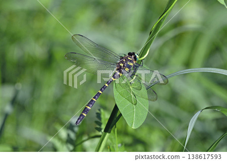 A male Japanese giant dragonfly (Sounkyo, Hokkaido) 138617593