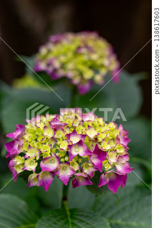 Hydrangeas with a beautiful gradient of purple and green. Hydrangeas with a beautiful gradient of purple and green. 138617603