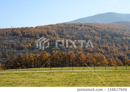 Autumn foliage in the forest and grasslands of Tateshina Ranch Autumn foliage in the forest and grasslands of Tateshina Ranch 138617608