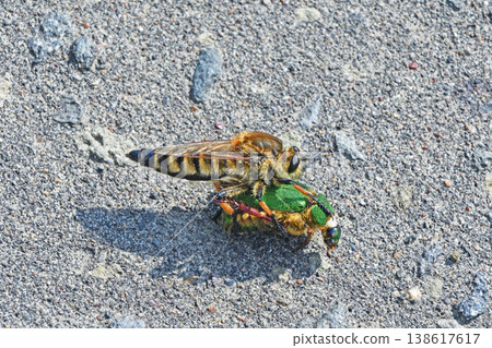 A robber fly preying on a beetle (Tsurui Village, Hokkaido) A robber fly preying on a beetle (Tsurui Village, Hokkaido) 138617617