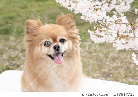 Cherry blossoms and a smiling Pomeranian-Chihuahua mix Cherry blossoms and a smiling Pomeranian-Chihuahua mix 138617725