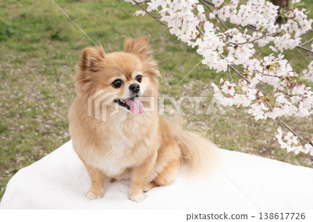 Cherry blossoms and a smiling Pomeranian-Chihuahua mix Cherry blossoms and a smiling Pomeranian-Chihuahua mix 138617726