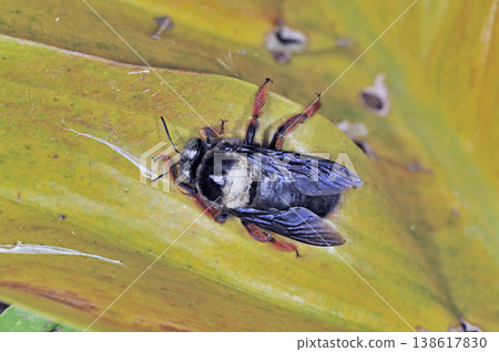 Red-legged bumblebee (Ishigaki Island, Okinawa Prefecture) 138617830