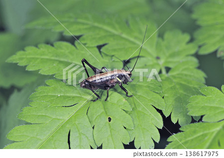 Short-winged grasshopper (Shiretoko, Hokkaido) Short-winged grasshopper (Shiretoko, Hokkaido) 138617975