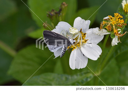 An Okinawa Azuchi spider (Ishigaki Island, Okinawa Prefecture) has captured a butterfly. An Okinawa Azuchi spider (Ishigaki Island, Okinawa Prefecture) has captured a butterfly. 138618206