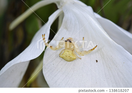 Okinawa Azuchi spider (Ishigaki Island, Okinawa Prefecture) Okinawa Azuchi spider (Ishigaki Island, Okinawa Prefecture) 138618207