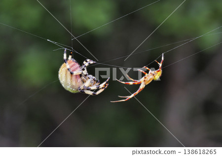 紅尾蜘蛛的繁殖行為（北海道鶴居村） 138618265