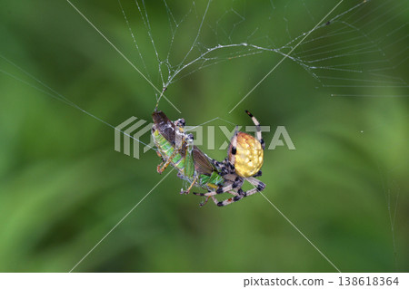一隻幼小的紅腹蛛捕獲了一隻蚱蜢（北海道鶴井村） 138618364