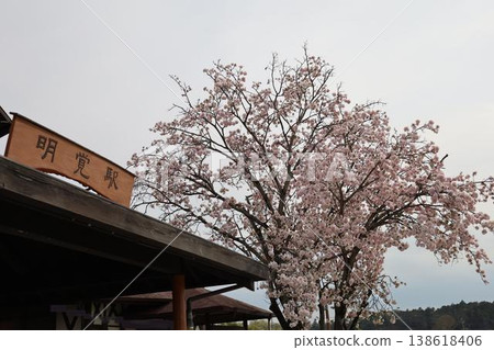 Cherry blossoms in full bloom and the train station 138618406