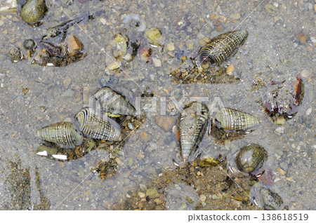 琉球海螺(沖繩縣石垣島) 琉球海螺(沖繩縣石垣島) 138618519