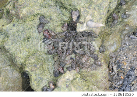 大島蟹(沖繩縣石垣島) 大島蟹(沖繩縣石垣島) 138618520