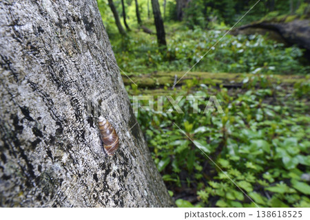 Kuriiroki Serugaimodoki (Shiretoko, Hokkaido) Kuriiroki Serugaimodoki (Shiretoko, Hokkaido) 138618525