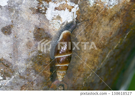 Kuriiroki Serugaimodoki（北海道知床） 138618527