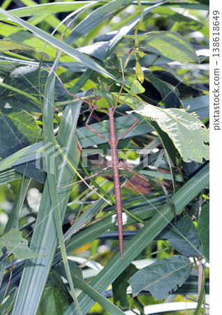 Okinawa stick insect (Ishigaki Island, Okinawa Prefecture) 138618649