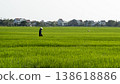 Farmer Walking Across Expansive Green Rice Fields 138618886