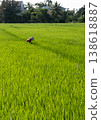 Farmer in Conical Hat Working in Bright Rice Field 138618887