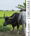 Farmer Leading Water Buffalo Through Rice Fields 138618888