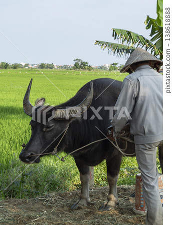 Farmer Leading Water Buffalo Through Rice Fields Farmer Leading Water Buffalo Through Rice Fields 138618888