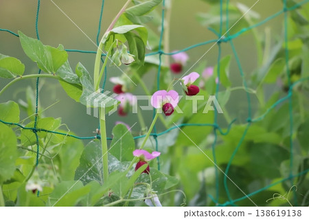 Pea flowers blooming in the field Pea flowers blooming in the field 138619138