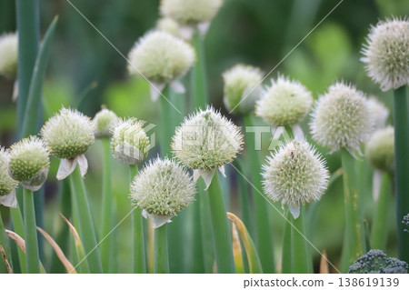 Onion flower in the field 138619139