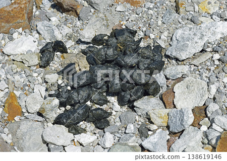 Brown bear droppings on a hiking trail (Shiretoko, Hokkaido) Brown bear droppings on a hiking trail (Shiretoko, Hokkaido) 138619146