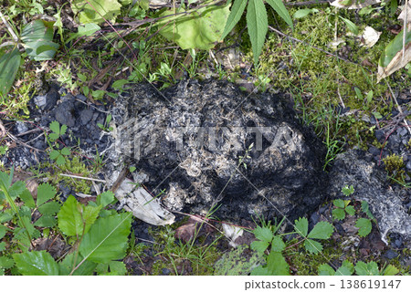 Brown bear droppings containing plant fibers (Kamishihoro Town, Hokkaido) Brown bear droppings containing plant fibers (Kamishihoro Town, Hokkaido) 138619147
