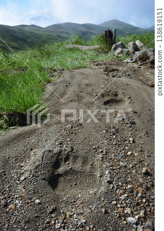 棕熊在沙灘上留下的腳印(北海道大雪山) 棕熊在沙灘上留下的腳印(北海道大雪山) 138619151
