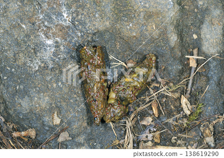 Red fox droppings (Shiretoko, Hokkaido) Red fox droppings (Shiretoko, Hokkaido) 138619290