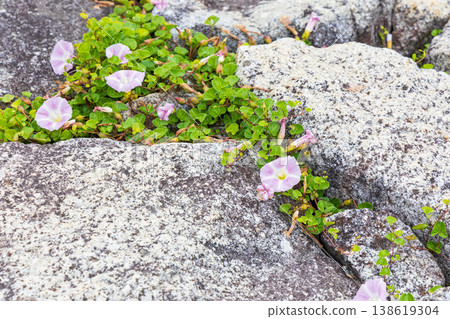 Beach morning glories (pale pink) blooming on the rocky shore. Beach morning glories (pale pink) blooming on the rocky shore. 138619304