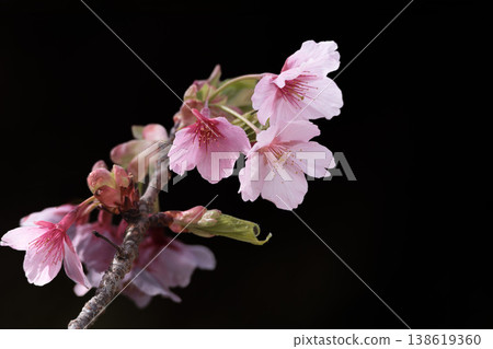 Kawazu cherry blossoms sparkle pink in the early spring sunlight Kawazu cherry blossoms sparkle pink in the early spring sunlight 138619360