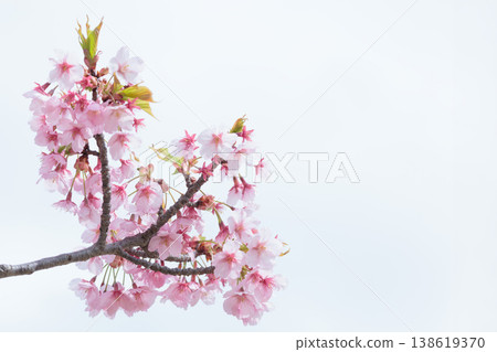 Kawazu cherry blossoms sparkle pink in the early spring sunlight Kawazu cherry blossoms sparkle pink in the early spring sunlight 138619370