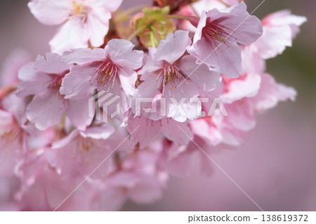 Kawazu cherry blossoms sparkle pink in the early spring sunlight Kawazu cherry blossoms sparkle pink in the early spring sunlight 138619372