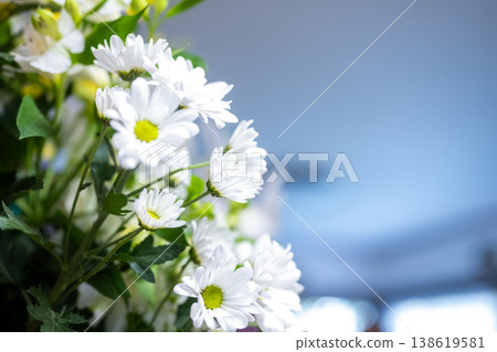 White chrysanthemums and a blue background 138619581