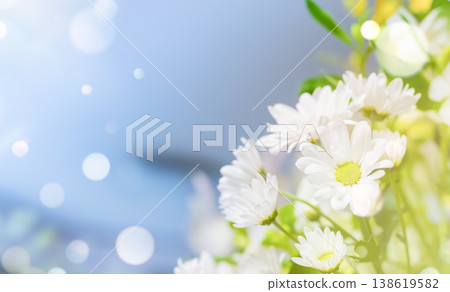 白色的菊花和藍色的空白空間 白色的菊花和藍色的空白空間 138619582
