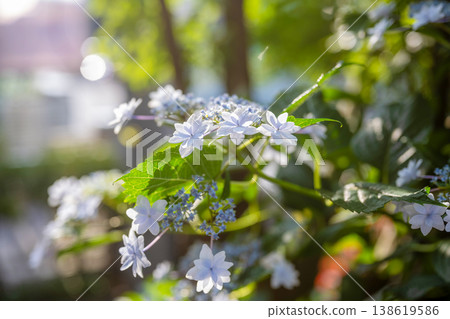 White hydrangea flowers translucent in the light White hydrangea flowers translucent in the light 138619586