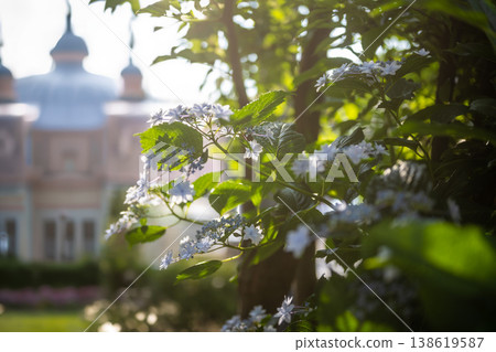 White hydrangeas in the dappled sunlight 138619587