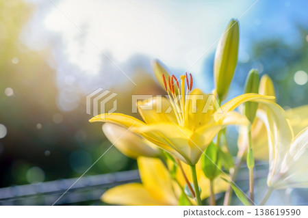 明亮的光線照耀著黃色的百合花 138619590
