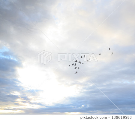 一群鴿子 138619593