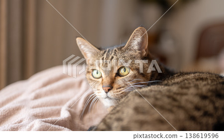 A portrait of a tabby cat relaxing in bed. 138619596