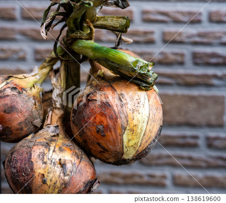 Onions hanging on a brick wall Onions hanging on a brick wall 138619600
