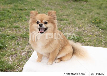 Smiling Pomeranian-Chihuahua mix Smiling Pomeranian-Chihuahua mix 138619607