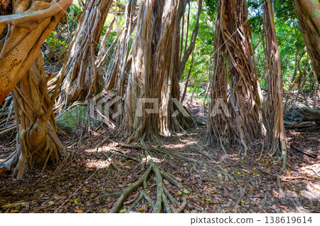 榕樹,屋久島,世界自然遺產地(春季) 榕樹,屋久島,世界自然遺產地(春季) 138619614