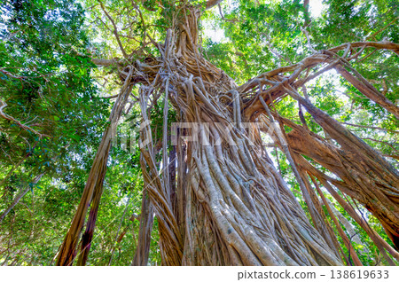 Banyan tree, Yakushima, a World Natural Heritage Site (Spring) Banyan tree, Yakushima, a World Natural Heritage Site (Spring) 138619633