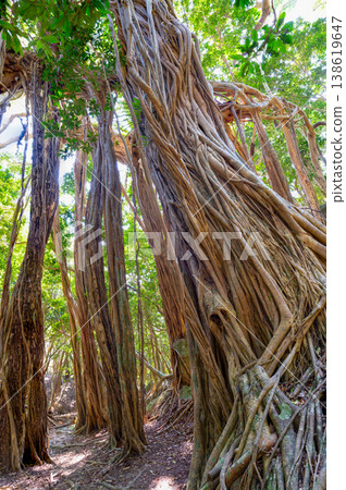 Banyan tree, Yakushima, a World Natural Heritage Site (Spring) 138619647