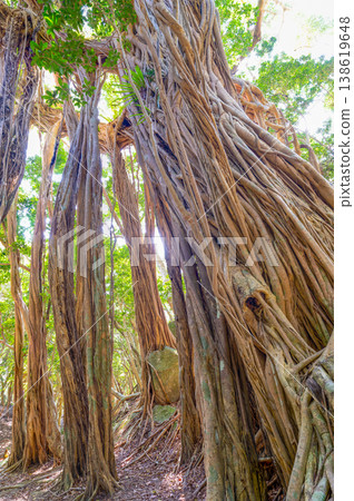 Banyan tree, Yakushima, a World Natural Heritage Site (Spring) Banyan tree, Yakushima, a World Natural Heritage Site (Spring) 138619648