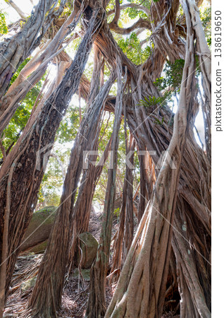 Banyan tree, Yakushima, a World Natural Heritage Site (Spring) Banyan tree, Yakushima, a World Natural Heritage Site (Spring) 138619650