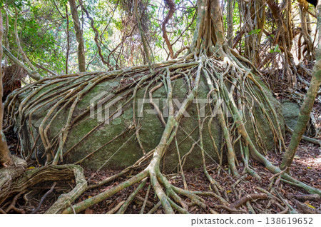Banyan tree, Yakushima, a World Natural Heritage Site (Spring) Banyan tree, Yakushima, a World Natural Heritage Site (Spring) 138619652